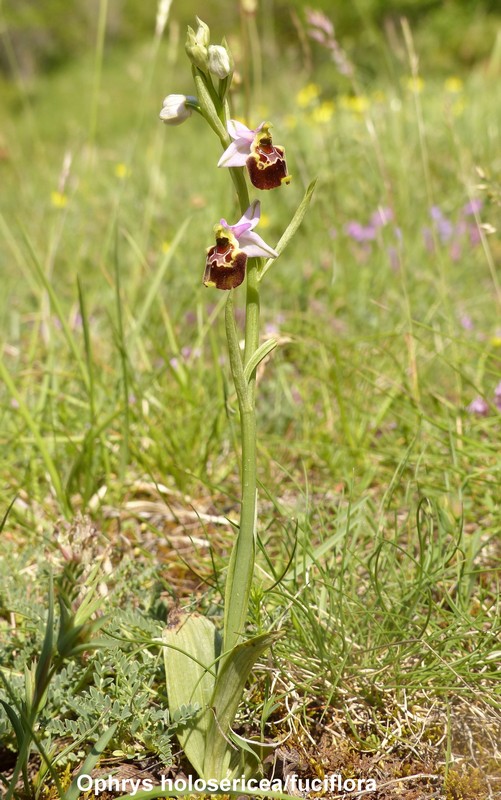 Prime fioriture di orchidee sui Monti della Laga  giugno 2021.